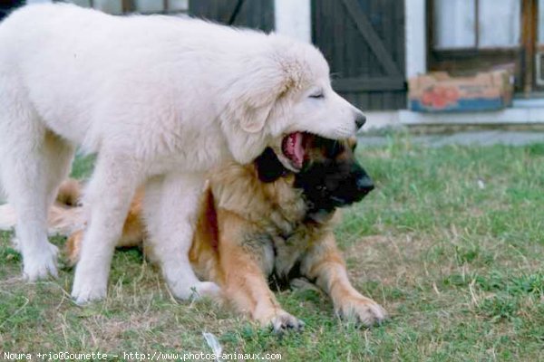 Photo de Races diffrentes