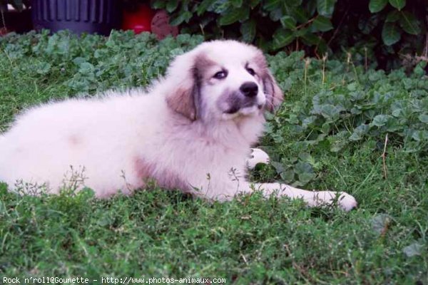 Photo de Chien de montagne des pyrnes