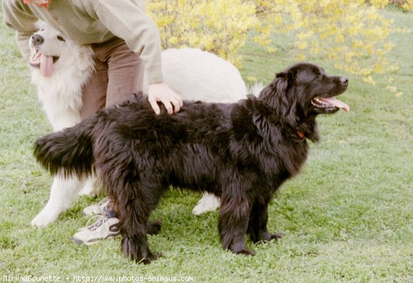 Photo de Chien de terre-neuve