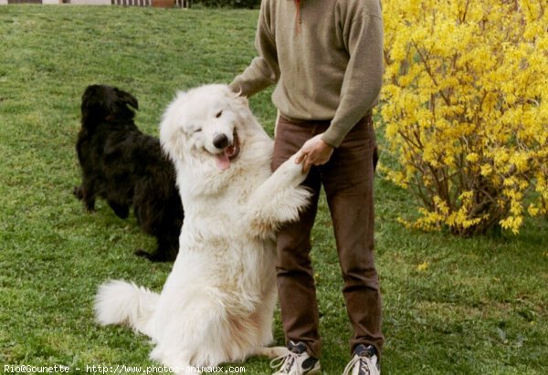 Photo de Chien de montagne des pyrnes