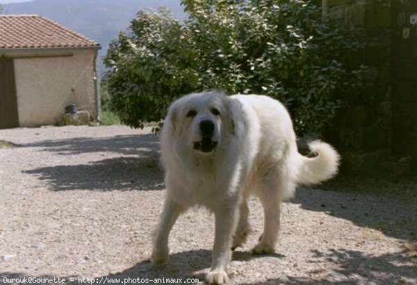 Photo de Chien de montagne des pyrnes