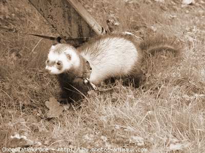 Photo de Furet