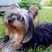 Photo de Yorkshire terrier