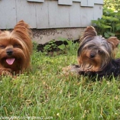 Photo de Yorkshire terrier