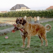 Photo de Leonberg