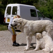 Photo de Chien de montagne des pyrnes