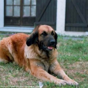 Photo de Leonberg