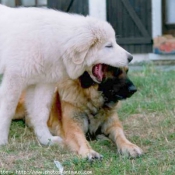 Photo de Races diffrentes