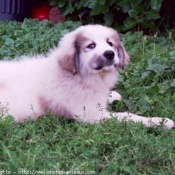 Photo de Chien de montagne des pyrnes