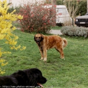 Photo de Leonberg