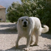 Photo de Chien de montagne des pyrnes