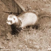 Photo de Furet