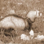 Photo de Furet