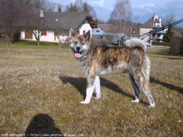 Photo d'Akita inu