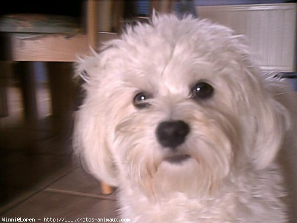 Photo de Bichon maltais