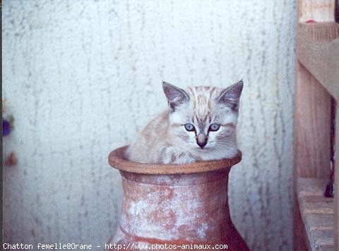 Photo de Sacr de birmanie