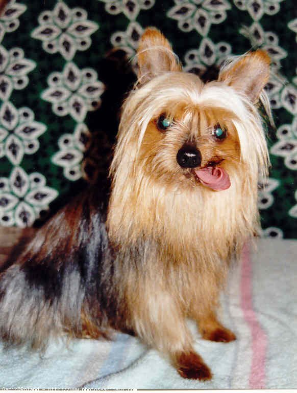 Photo de Yorkshire terrier