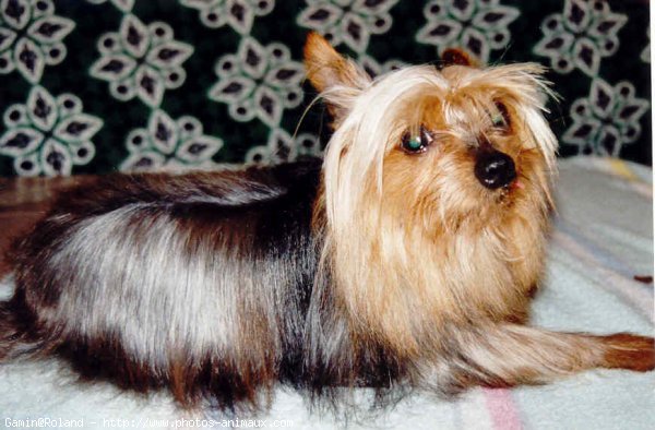 Photo de Yorkshire terrier