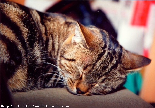 Photo de Chat domestique