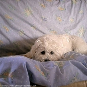 Photo de Bichon maltais