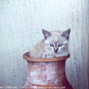 Photo de Sacr de birmanie