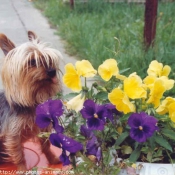 Photo de Yorkshire terrier