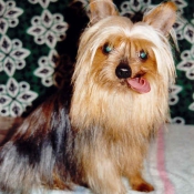 Photo de Yorkshire terrier