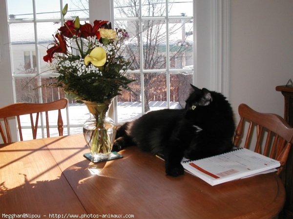 Photo de Chat domestique