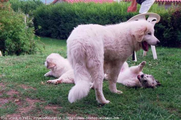 Photo de Chien de montagne des pyrnes