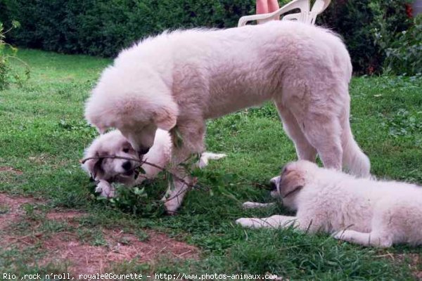 Photo de Chien de montagne des pyrnes