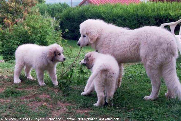 Photo de Chien de montagne des pyrnes