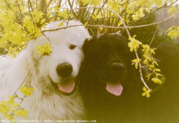 Photo de Races diffrentes