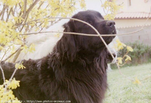 Photo de Chien de terre-neuve