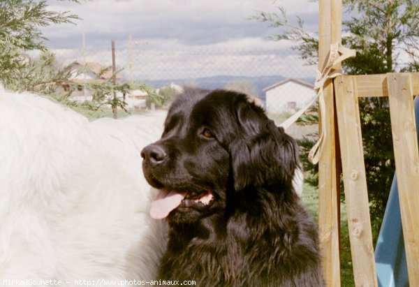 Photo de Chien de terre-neuve