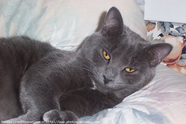 Photo de Chartreux