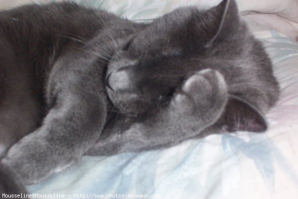 Photo de Chartreux