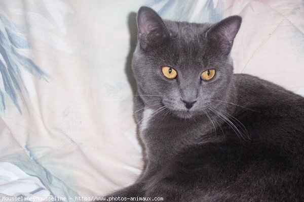 Photo de Chartreux