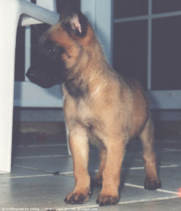 Photo de Berger belge malinois