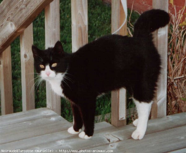 Photo de Chat domestique