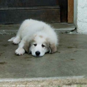 Photo de Chien de montagne des pyrnes