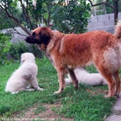 Photo de Leonberg