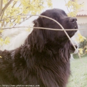 Photo de Chien de terre-neuve