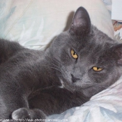 Photo de Chartreux