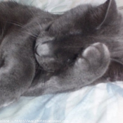 Photo de Chartreux