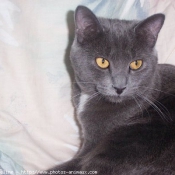 Photo de Chartreux