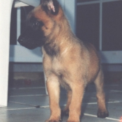 Photo de Berger belge malinois