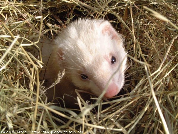 Photo de Furet