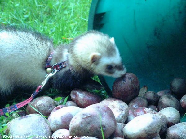 Photo de Furet