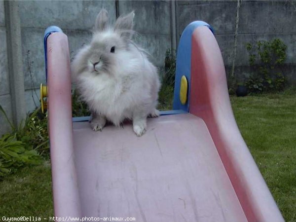 Photo de Lapin