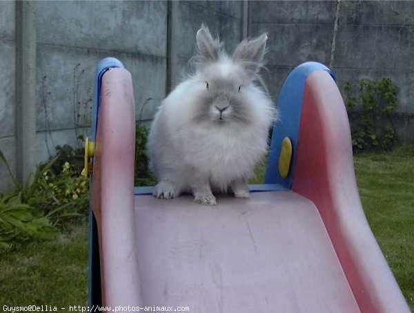 Photo de Lapin